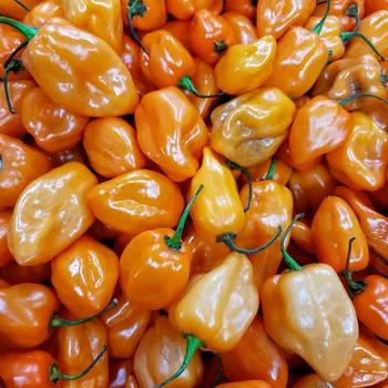 Semeno Chilli Bhut Jolokia oranžové - Capsicum chinense - semena chilli - 5&nbsp;ks
