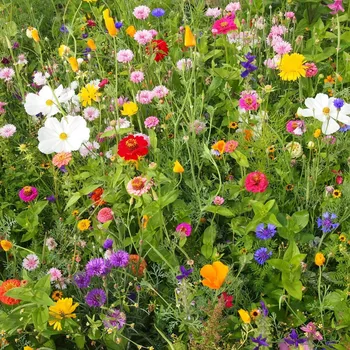 Semeno Včelí mls - semena Černý Biopro - letničková směs - 20&nbsp;g