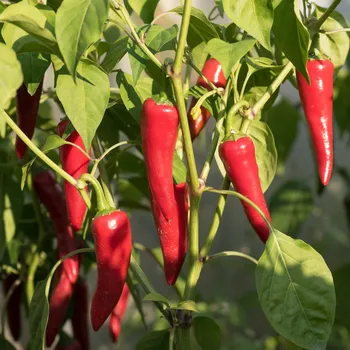 Semeno BIO Chilli Kajenský pepř - Capsicum annuum - bio semena chilli - 7 ks