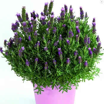 Semeno Levandule francouzská Bandera Pink - Lavandula stoechas - semena levandule - 20 ks