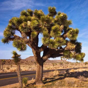 Semeno Juka krátkolistá - Joshua Tree - Yucca brevifolia - semena juky - 6 ks