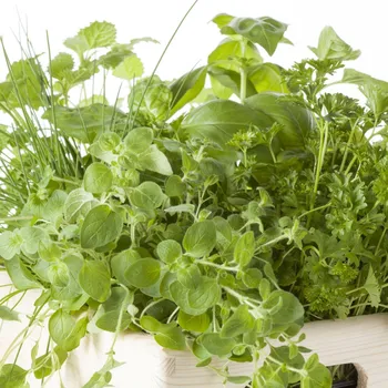 Semeno Semena koření - mix - výsevný pásek - 5&nbsp;m