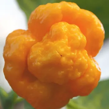 Semeno Chilli žluté 7 Pot Brain Strain - Capsicum chinense - semena chilli - 6 ks