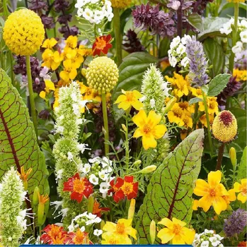 Semeno Květinová směs - Voňavé květiny pro mlsné jazýčky - semena Kiepenkerl - 1&nbsp;ks