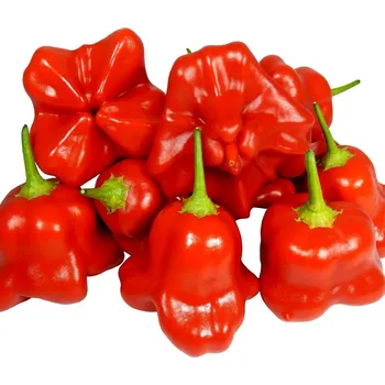 Semeno Chilli Mushroom Red - Capsicum chinense - semena chilli - 6 ks