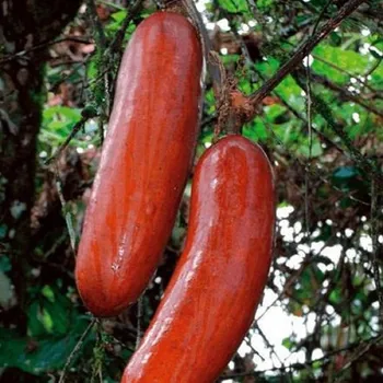 Semeno Muškátová okurka - Sicana odorifera - semena okurky - 6 ks