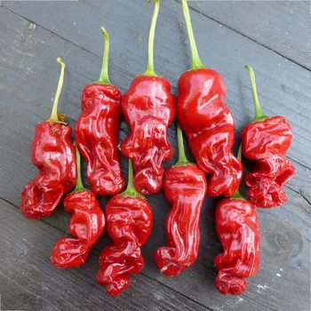 Semeno Chilli Peter - Capsicum annuum - semena chilli - 5 ks