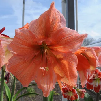 Sazenice Hvězdník Rilona - Hippeastrum - cibule hvězdníku - 1 ks