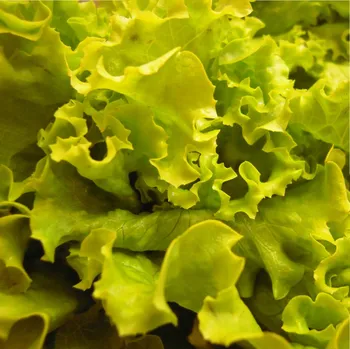 Semeno BIO Salát hlávkový Maikönig - Lactuca sativa - bio semena salátu - 100 ks