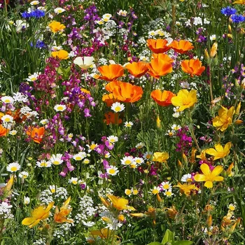 Semeno Plzeňská květnice - semena Černý Biopro - letničková směs - 20 g