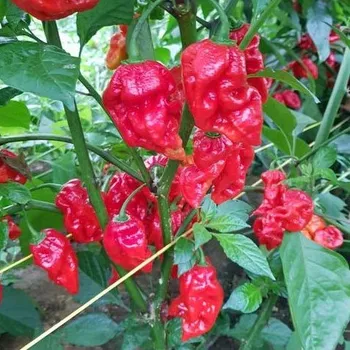 Semeno Chilli Apocalypse Red - Capsicum chinense - semena chilli - 5&nbsp;ks