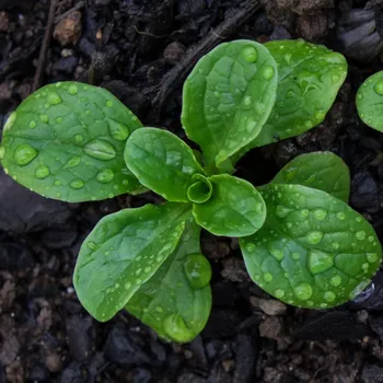 Semeno Salát Miro - výsevný pásek - 1&nbsp;ks