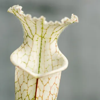 Semeno Špirlice bělolistá bílá - Sarracenia leucophylla - semena špirlice - 10 ks
