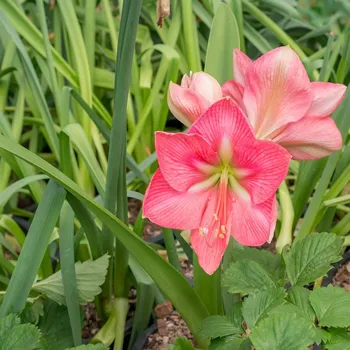 Sazenice Hvězdník Susan - Hippeastrum - cibule hvězdníku - 1 ks