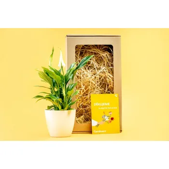 Gardners Dárková sada pro učitele "Spathiphyllum s květináčem" Spatifylum, Lopatkovec, Toulcovka