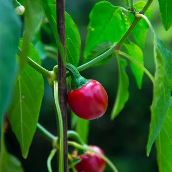Semeno Chilli Cherry Bomb - Capsicum annuum - semena chilli - 6 ks