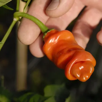 Semeno Chilli oranžové Peter - Capsicum annuum - semena chilli - 5 ks