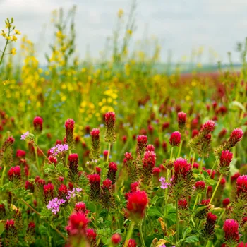 Semeno Kiepenkerl Bylinná směs pro drobnou zvěř 1000 g