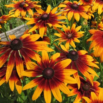 Semeno Třapatka srstnatá Capuccino - Rudbekia hirta - semena třapatky - 50 ks