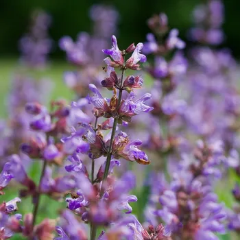 Semeno BIO Šalvěj lékařská - Salvia officinalis - bio semena šalvěje - 30 ks
