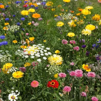 Semeno Economy - semena Černý Biopro - letničková směs - 20 g