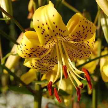 Cibulovina Lilie Martagon Guinea Gold - Lilium - cibule lilie - 1 ks