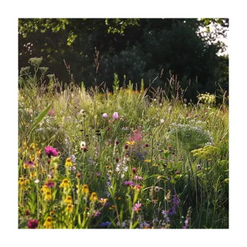 Semeno Zelený chodníček - semena Planta Naturalis - směs - 40 g