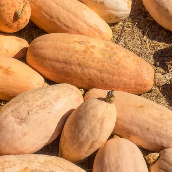 Semeno BIO Tykev Pink Jumbo Banana - Cucurbita maxima - bio semena tykve - 5 ks