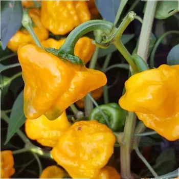 Semeno Chilli žluté Mushroom - Capsicum annuum - semena chilli - 6&nbsp;ks