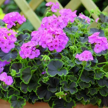 Semeno Muškát páskatý Nekita Pink F1 - Pelargonium zonale - semena muškátu - 4 ks