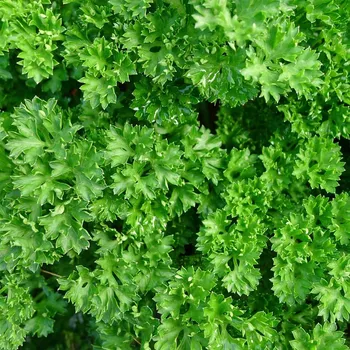 Semeno Petržel Grandeur - PowerSaat - Petroselinum crispum - semena Kiepenkerl - 1&nbsp;ks
