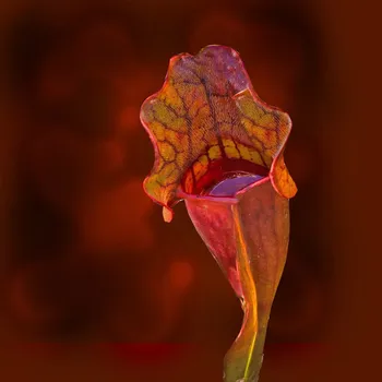 Semeno Špirlice nachová - Sarracenia purpurea - semena špirlice - 8 ks