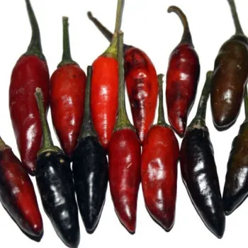 Semeno Chilli Krishna Jolokia - Capsicum annuum - semena chilli - 7 ks