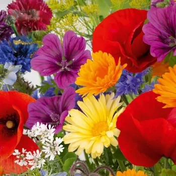 Semeno Květinová směs - Rozkvetlá přírodní louka - semena Kiepenkerl - 1&nbsp;ks