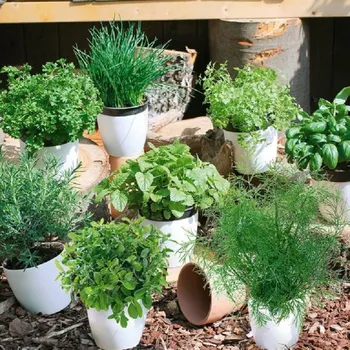 Semeno Bylinná směs - výsevný pásek - 5&nbsp;m