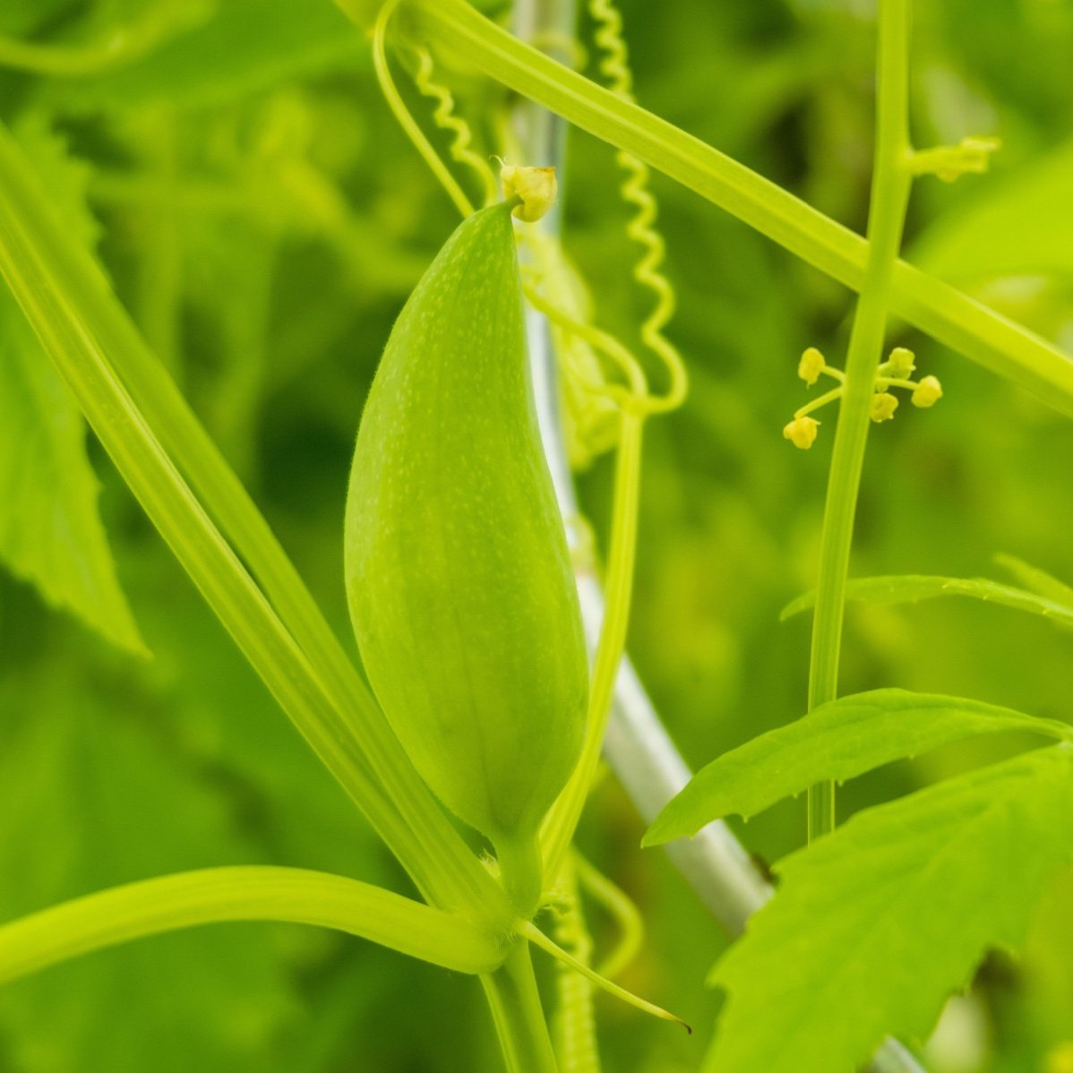 Gigantická ačokča - Cyclanthera pedata - semena ačokči - 5 ks