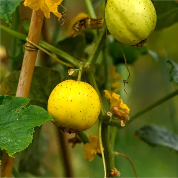 Semeno BIO Okurka Lemon - Cucumis sativus - bio semena okurky - 8 ks