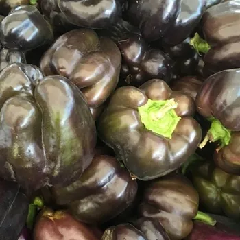 Semeno Paprika hnědá Babybell - Capsicum annuum - semena papriky - 8 ks