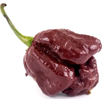 Semeno Chilli Trinidad Scorpion Moruga Chocolate - Capsicum chinense - semena chilli - 5 ks