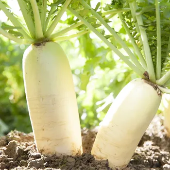 Semeno Semena bílé ředkve Rex - výsevný pásek - 5&nbsp;m