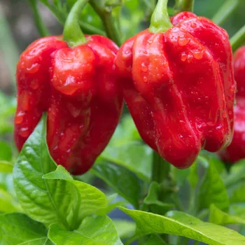 Semeno BIO Chilli Habanero červené - Capsicum chinense - bio semena chilli - 6 ks