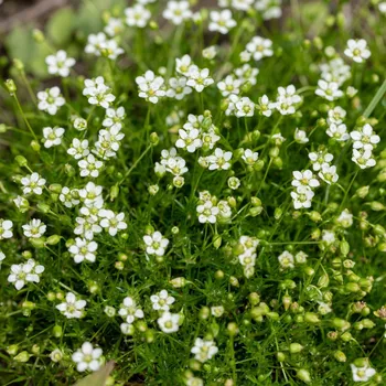 Semeno Úrazník šídlovitý - Sagina subulata - semena úrazníku - 150 ks