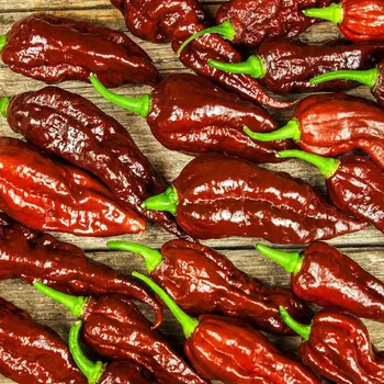 Semeno Chilli Bhut Jolokia Chocolate - Capsicum chinense - semena chilli - 5 ks