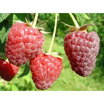 Sazenice Maliník 'Polesie'- remontantní Balení: kontejner p9