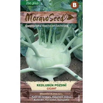 Semeno MoravoSeed Kedluben pozdní bílý Gigant 250 ks