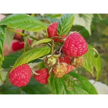 Sazenice Maliník 'Heritage' - remontantní Balení: kontejner p9, Tvar: mladá sazenice