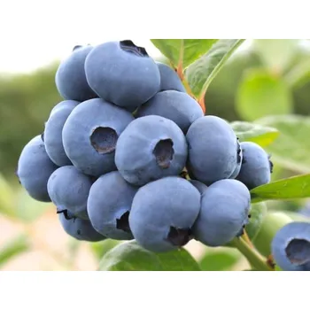 Sazenice Kanadská borůvka 'Megas Blue' Balení: kontejner p9