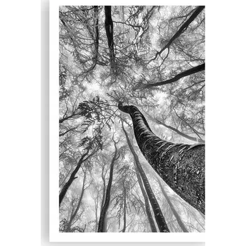 Obraz Obraz plakát do obýváku nebo ložnice 61x91 cm, lesní motiv, foto plakáty na zeď, bez rámu