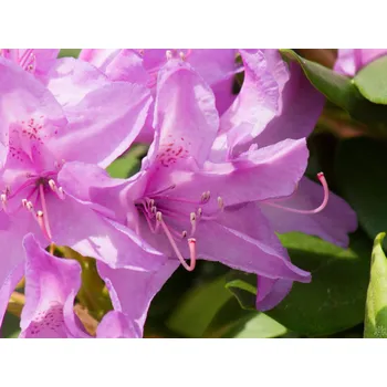 Sazenice Rododendron 'Catawbiense Grandiflorum' Balení: kontejner p9