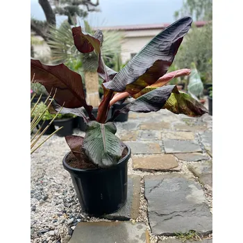 Sazenice Musa Maurell C40 (30Lt)